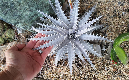Dyckia 'White Witch' AMAZING TEETH! | Steve Super Gardens