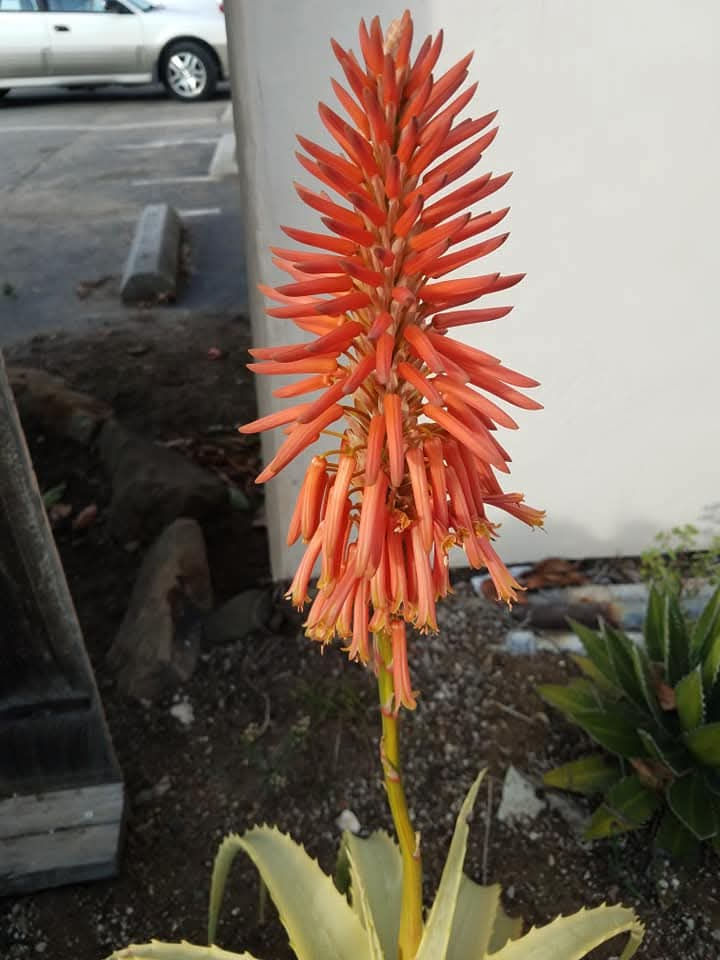 Thumbnail: Aloe arborescens 'Pacific Ghost'