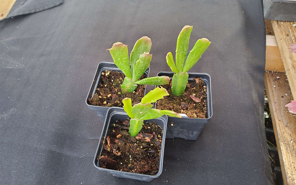 Thumbnail: Schlumbergera 'Starburst' (Christmas Cactus)