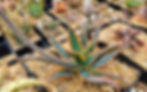 Thumbnail: Aloe hybrid 'Island Sunrise' . Steve Super Gardens exclusive.
