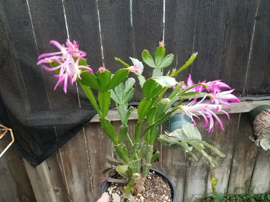 Thumbnail: Schlumbergera 'Starburst' (Christmas Cactus)