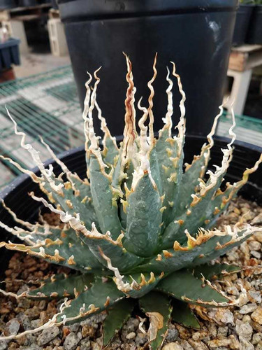 Agave utahensis var. eborispina EXCELLENT clone | Steve Super Gardens