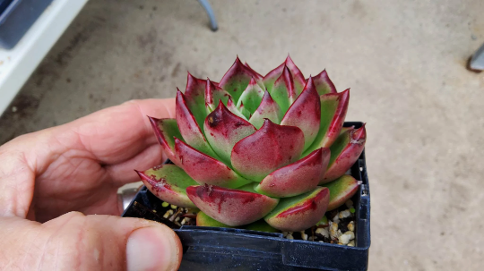 Thumbnail: Echeveria 'Ruby Crown' (New Steve Super hybrid)