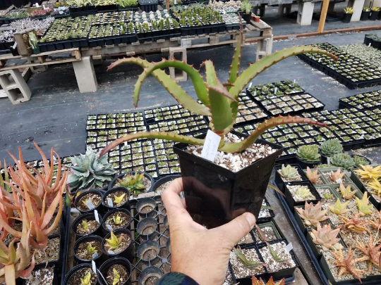 Thumbnail: Aloe rupestris. Beautiful tree Aloe.