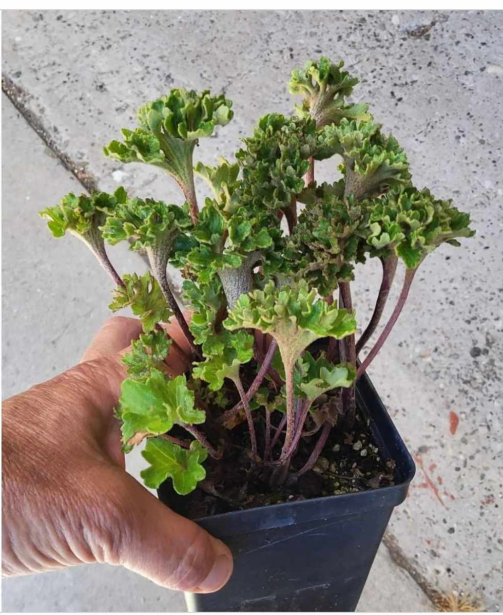 Thumbnail: Farfugium japonicum 'Shishi Botan' (Parsley Leopard Plant)