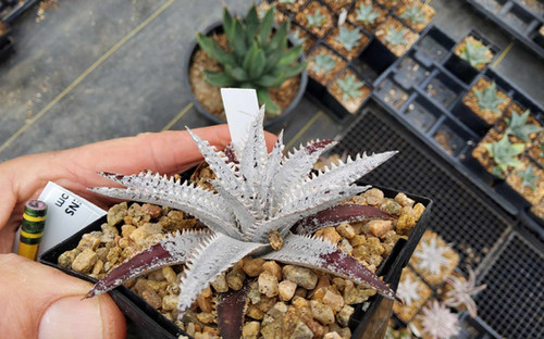 Dyckia hybrid #1575 | Steve Super Gardens