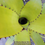 Thumbnail: Aechmea triangularis-