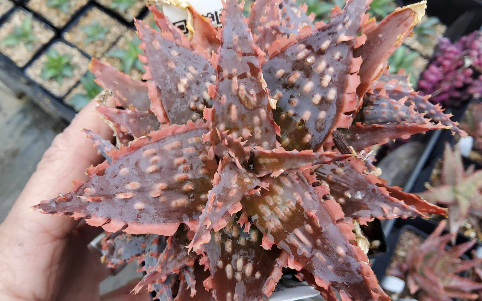 Aloe hybrid "L" One of a kind, unpropagated seedling