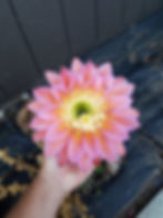 Thumbnail: Tricholobivia x Trichocereus - NEW Steve Super hybrids. AMAZING FLOWERS!