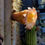 Thumbnail:  Pilosocereus pachycladus- Blue Torch Cactus