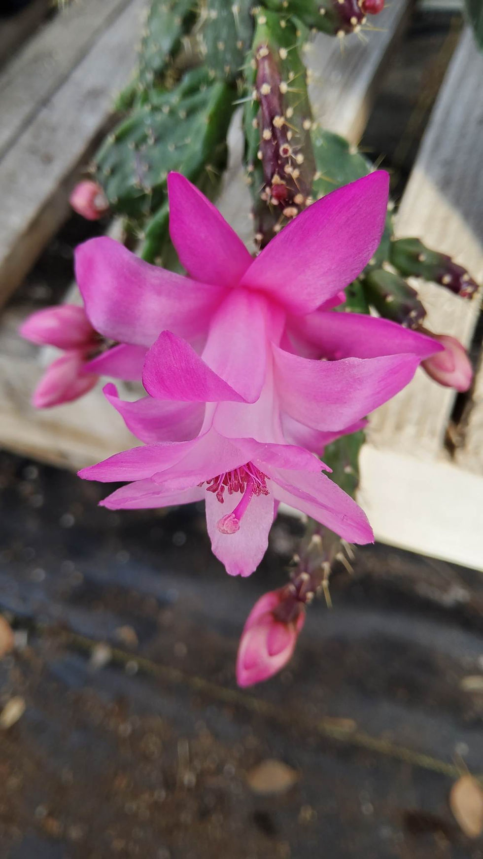 Thumbnail: Schlumbergera opuntiodes (Holiday Cactus)