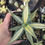 Thumbnail: Agave americana 'Buried Treasure'