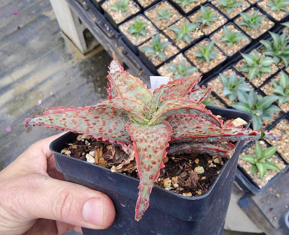 Thumbnail: Aloe hybrid "E" One of a kind, unpropagated seedling