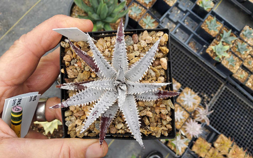 Dyckia hybrid #1575 | Steve Super Gardens