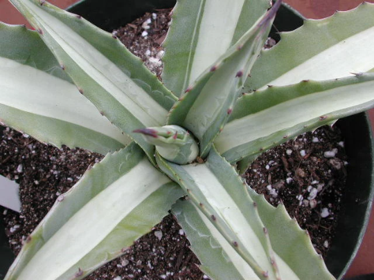 Thumbnail: Agave americana var. medio-picta 'Alba'- Large plant