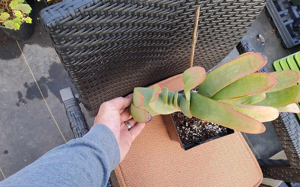 Thumbnail: Kumara plicatilis (Fan Aloe)-One gallon specimen #1