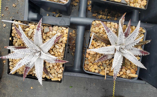 Dyckia hybrid #1575 | Steve Super Gardens