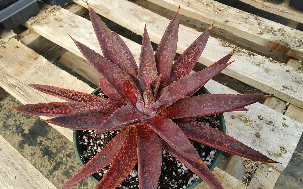Thumbnail:  Mangave 'Raven's Blood' ONE GALLON SIZE Steve Super Gardens introduction