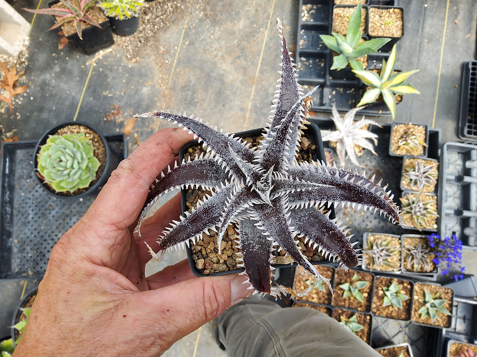 Thumbnail: Dyckia 'Mega Tooth' AMAZING TEETH!