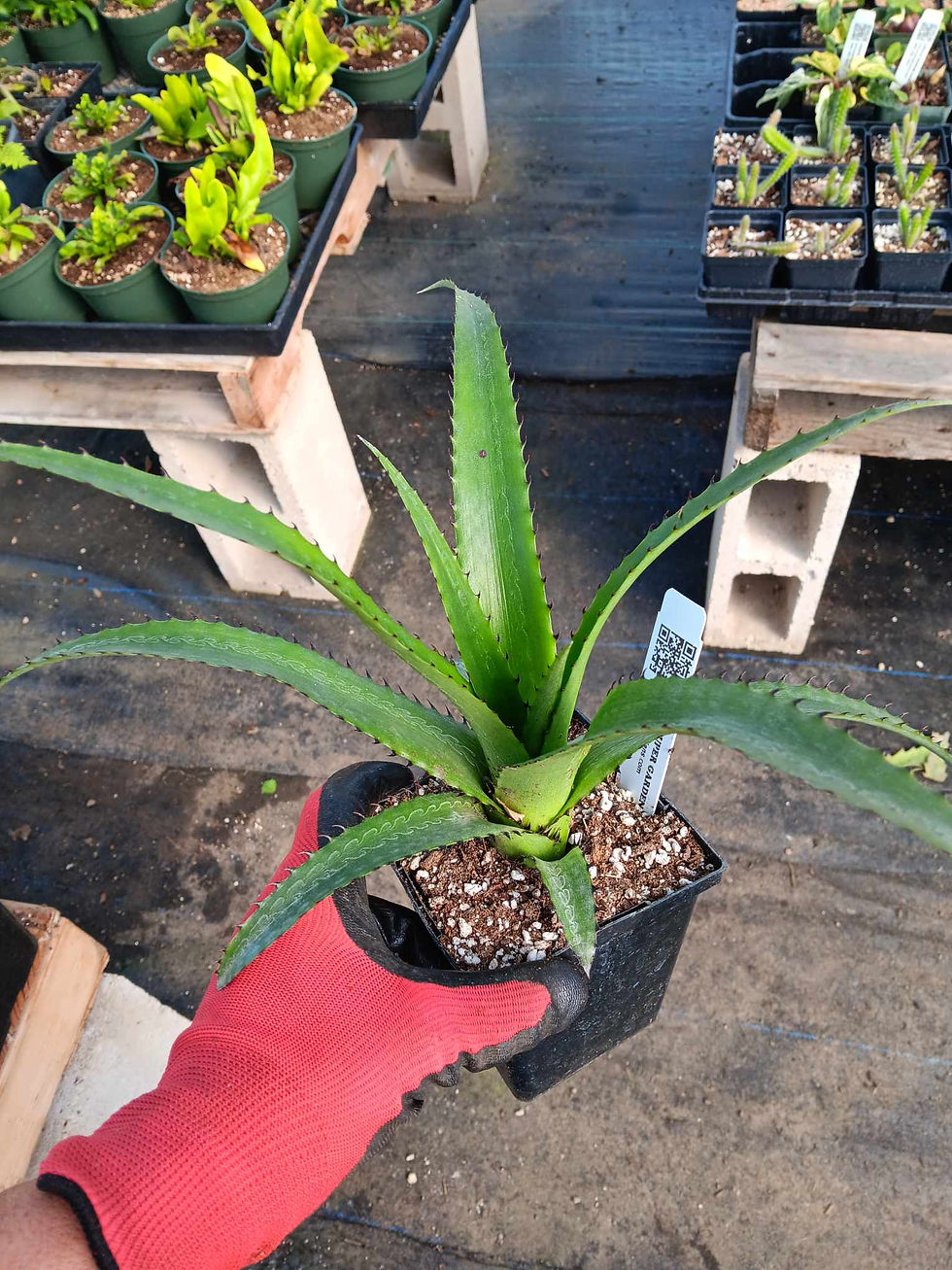 Thumbnail: Aechmea triangularis-