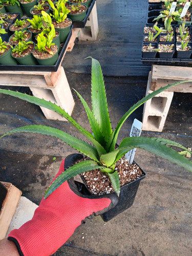 Aechmea triangularis- | Steve Super Gardens