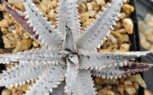 Dyckia hybrid #1575 | Steve Super Gardens