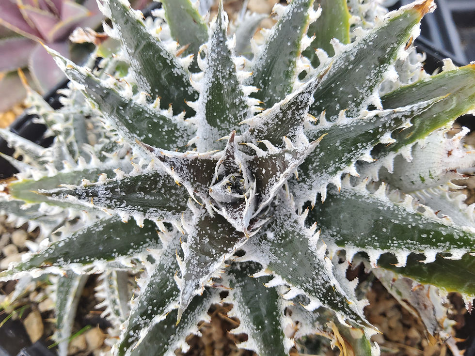 Dyckia hybrid SS1237 Multi-headed specimen