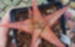 Thumbnail: Aloe hybrid "K" One of a kind, unpropagated seedling