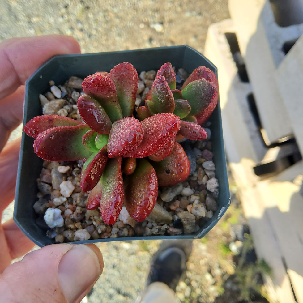 Thumbnail: Crassula clavata