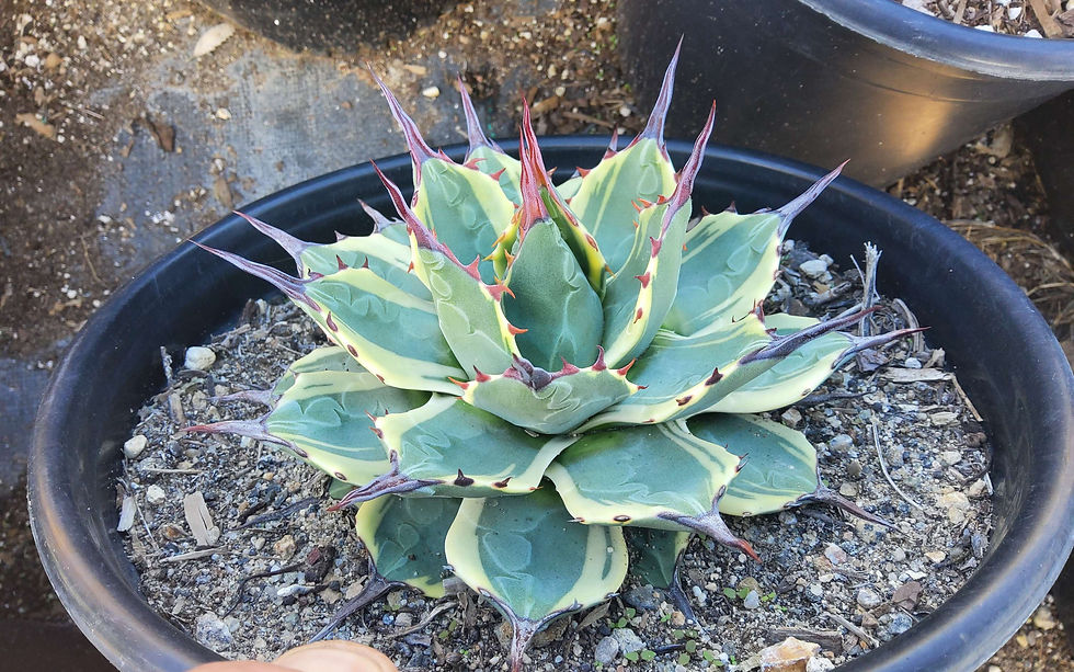 Thumbnail: Agave applanata 'Cream Spike' 2 gallon size.
