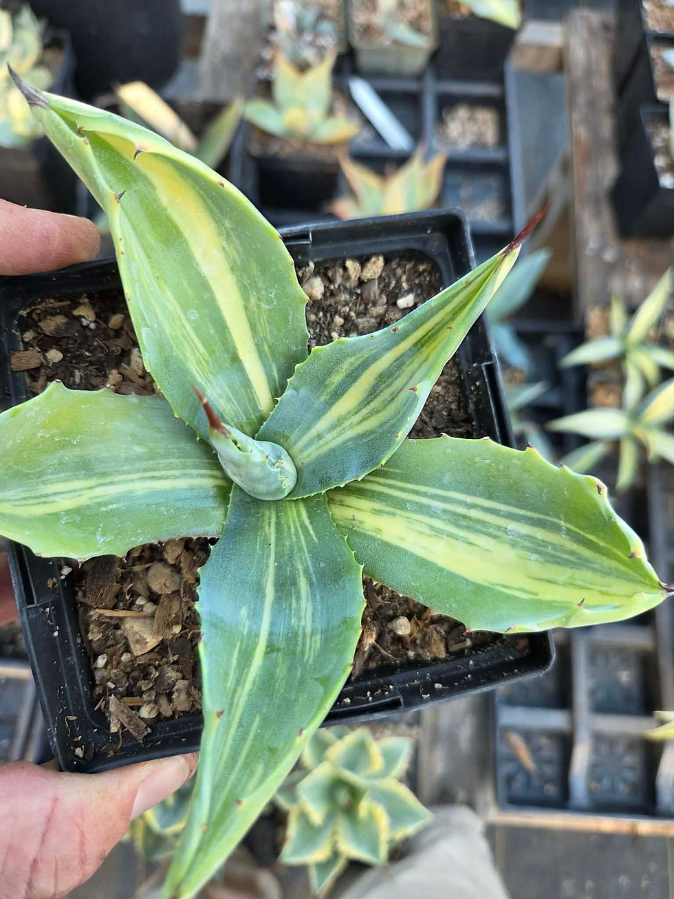 Thumbnail: Agave americana var. Striata