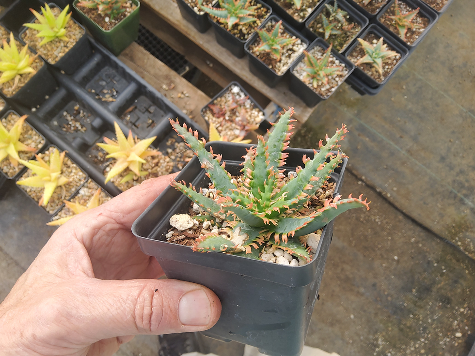 Thumbnail:  Aloe  'Plasma Flame' . Steve Super Gardens exclusive.