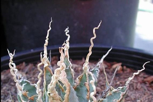 Agave utahensis var. eborispina EXCELLENT clone | Steve Super Gardens