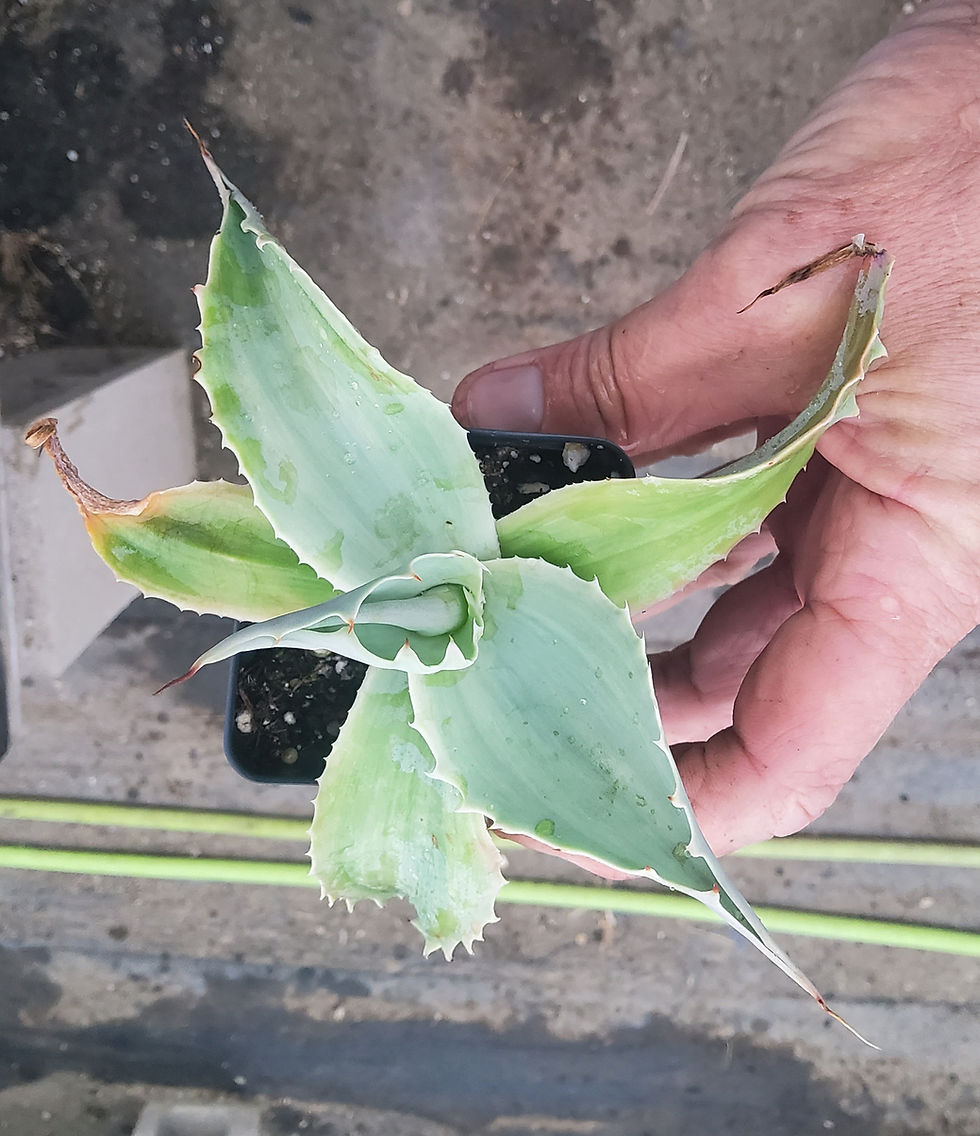 Thumbnail: Agave ovatifolia 'Brushstrokes'  ( Variegated Whale's Tongue Agave)