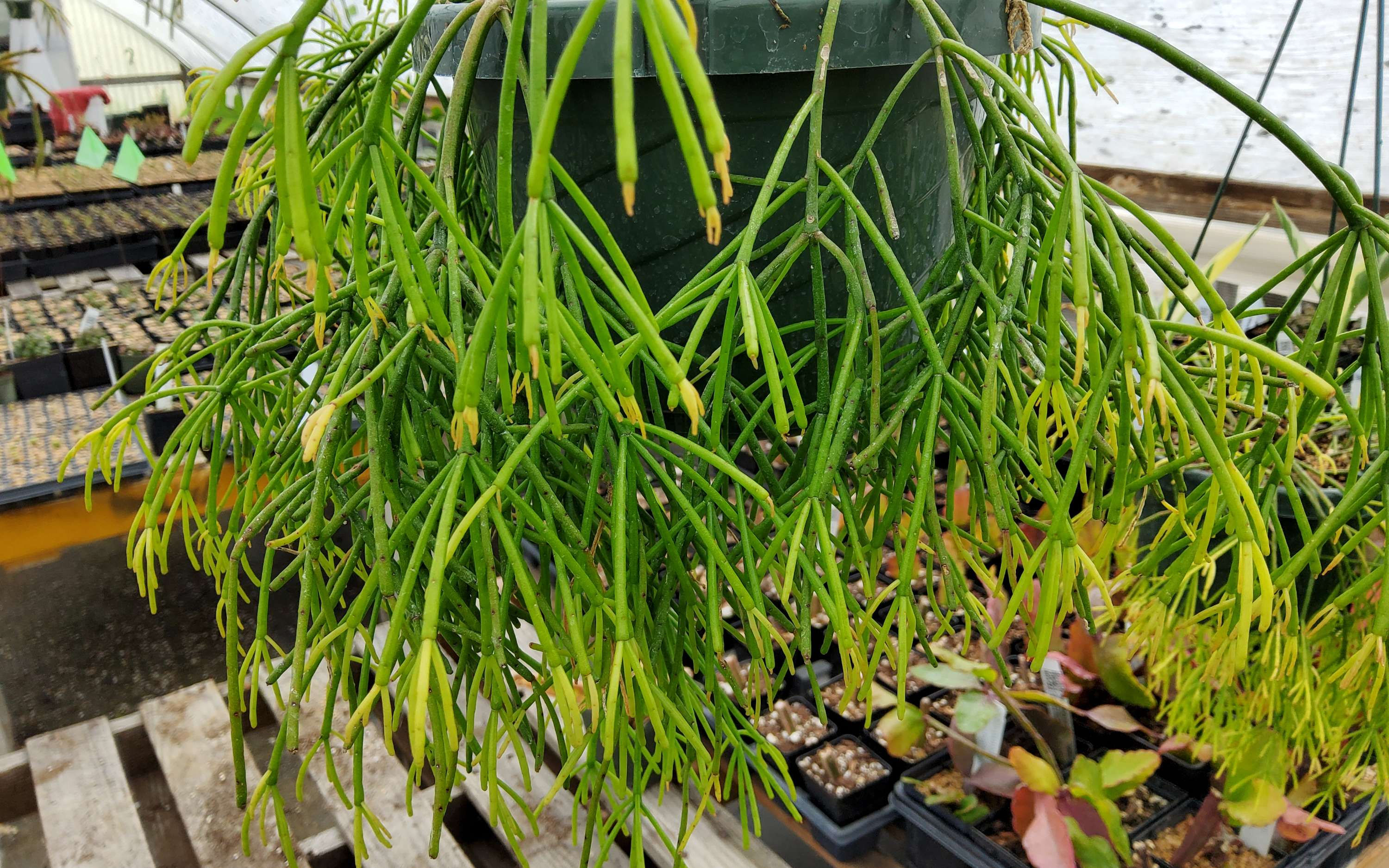 Rhipsalis burchelli- Makes a great houseplant!