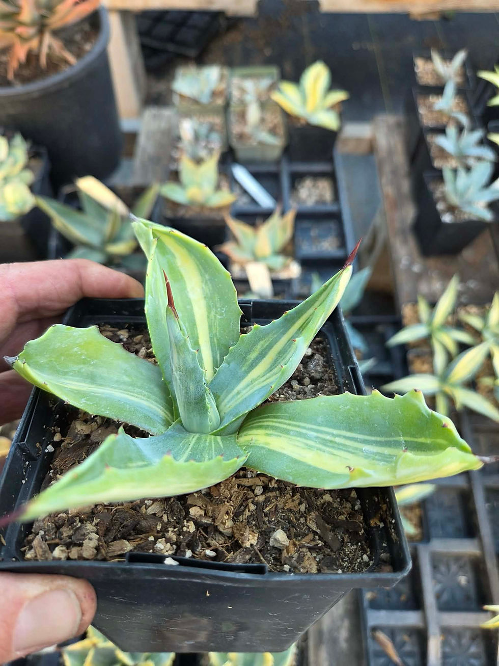 Thumbnail: Agave americana var. Striata