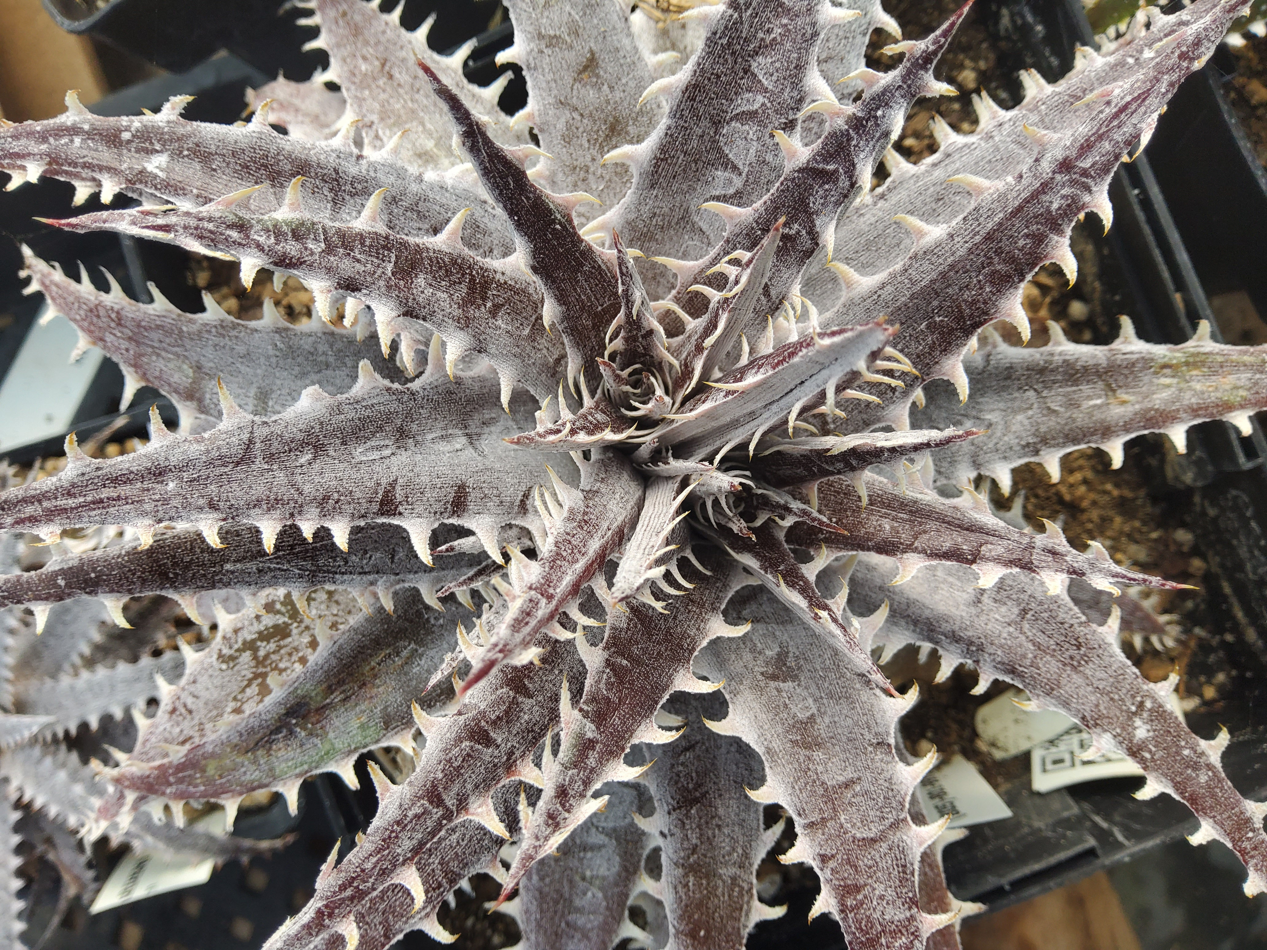 Dyckia hybrid #057