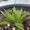 Thumbnail: Agave 'Blue Glow' var. Striata