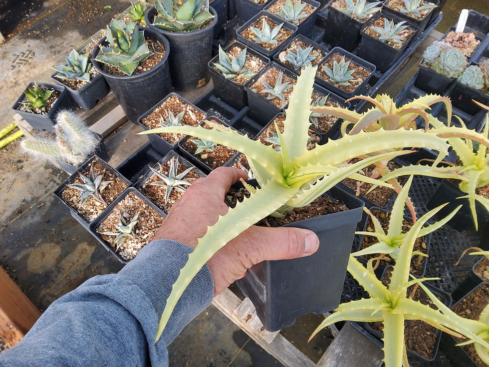 Thumbnail: Aloe arborescens 'Pacific Ghost'