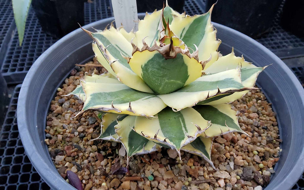 アガベ Agave titanota 'Snaggle Tooth' 180 Agave titanota 'Snaggle