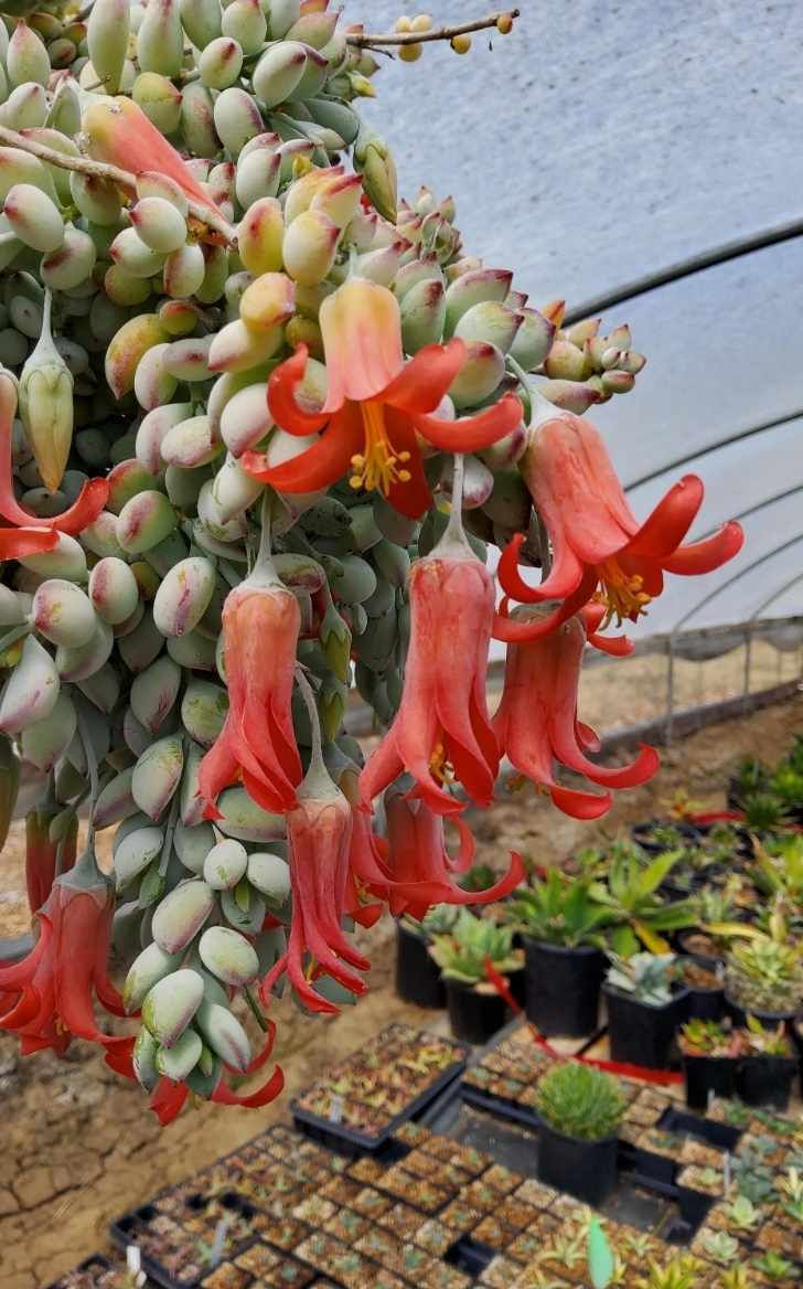 Thumbnail: Cotyledon pendens