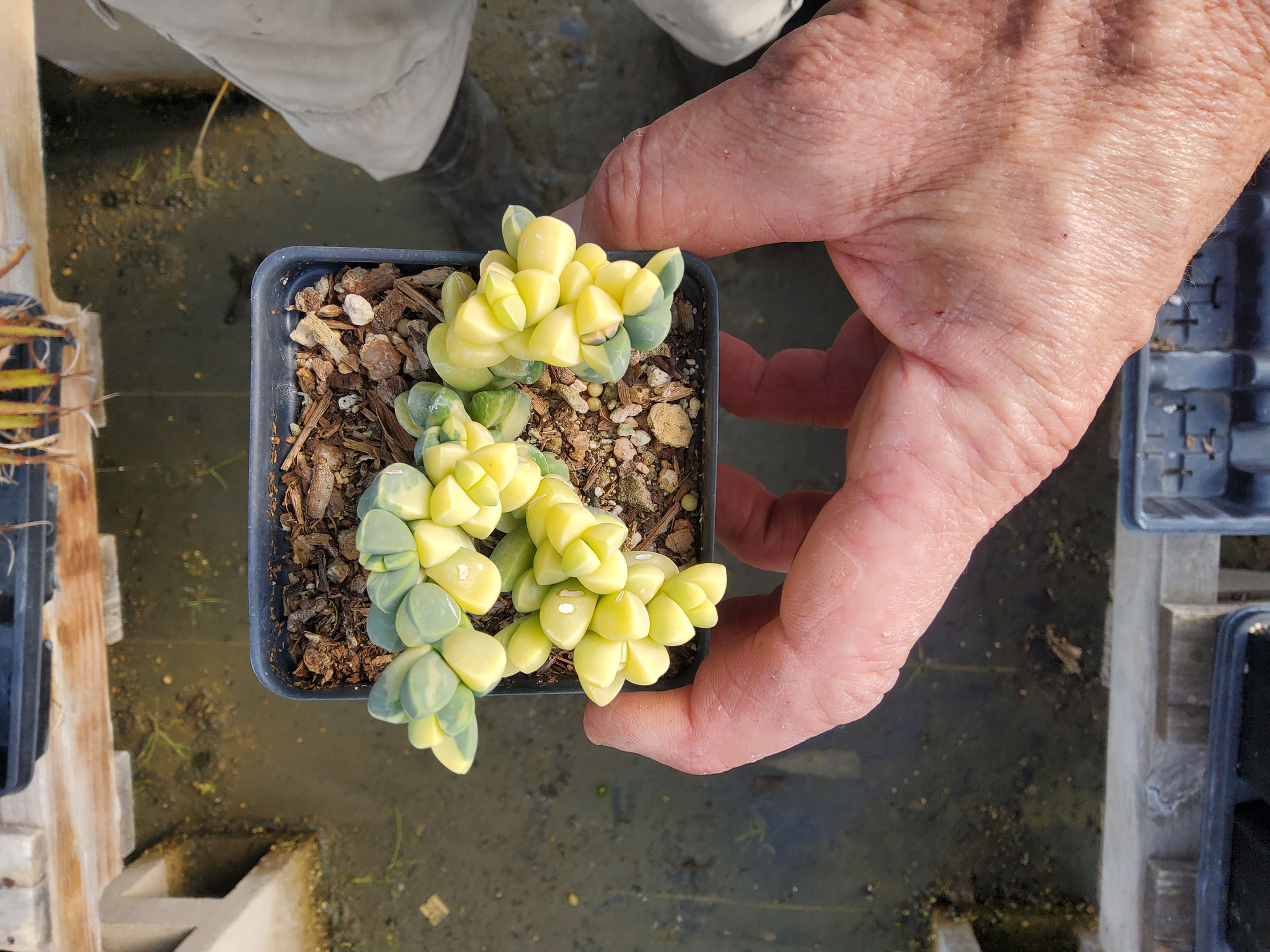 Corpuscularia lehmannii variegated8