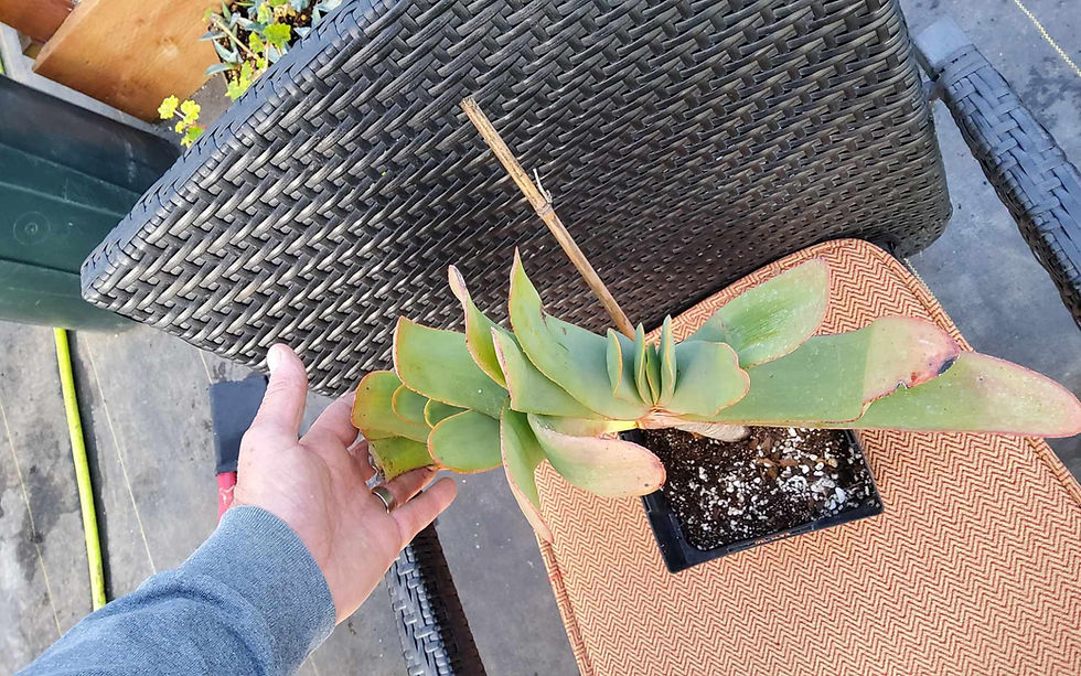 Thumbnail: Kumara plicatilis (Fan Aloe)-One gallon specimen #1
