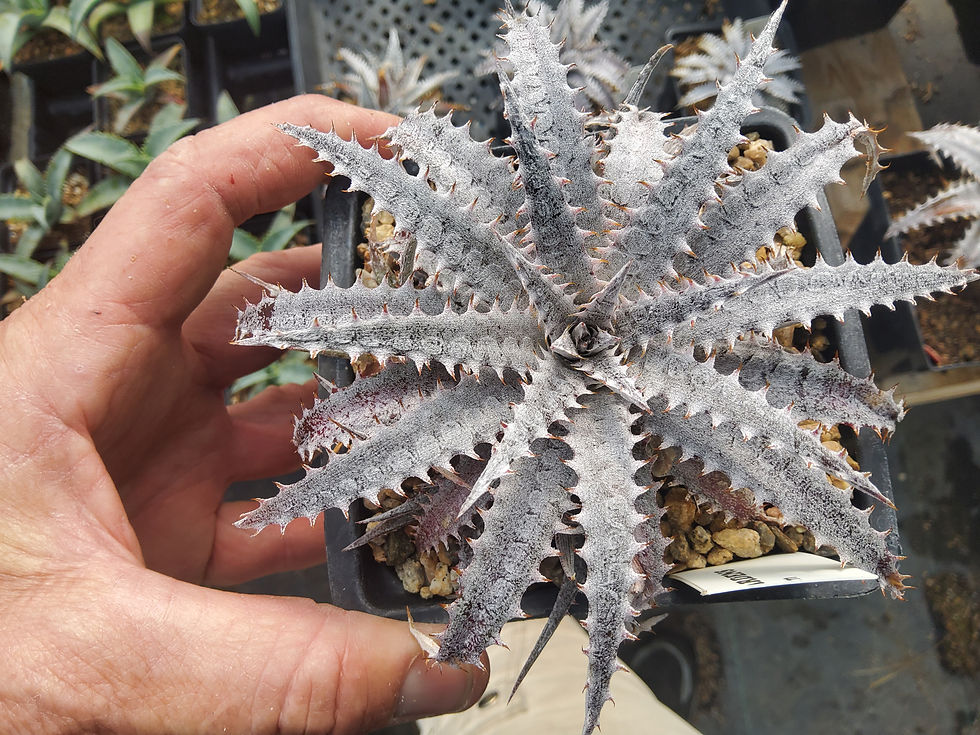 Dyckia hybrid #7