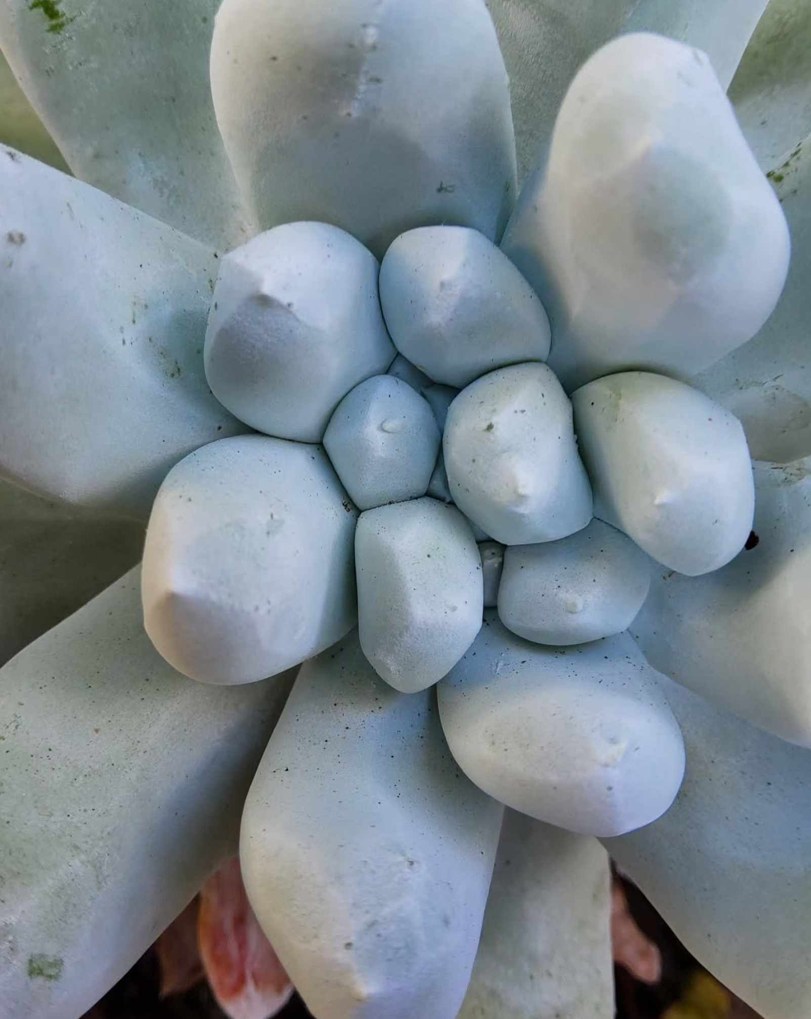 Dudleya pachyphytum (Cedros Island Live Forever) CA seed grown.