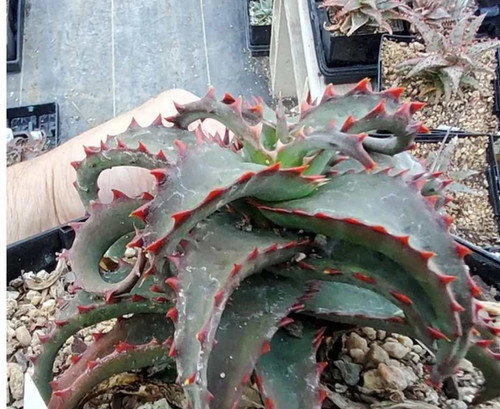Aloe castilloniae hybrid #30 | Steve Super Gardens