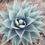 Thumbnail: Agave montana 'Big Sky'
