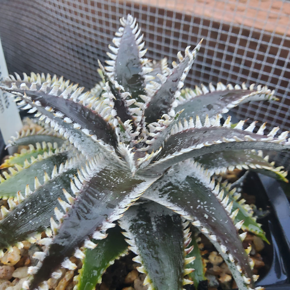 Thumbnail: Dyckia 'Black Snowflake'