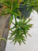 Thumbnail: Rhipsalis ewaldiana