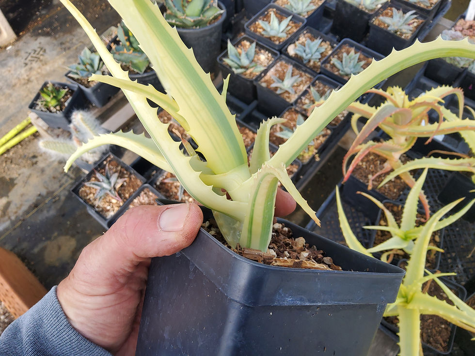 Thumbnail: Aloe arborescens 'Pacific Ghost'